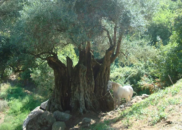 Costa Di Sognu