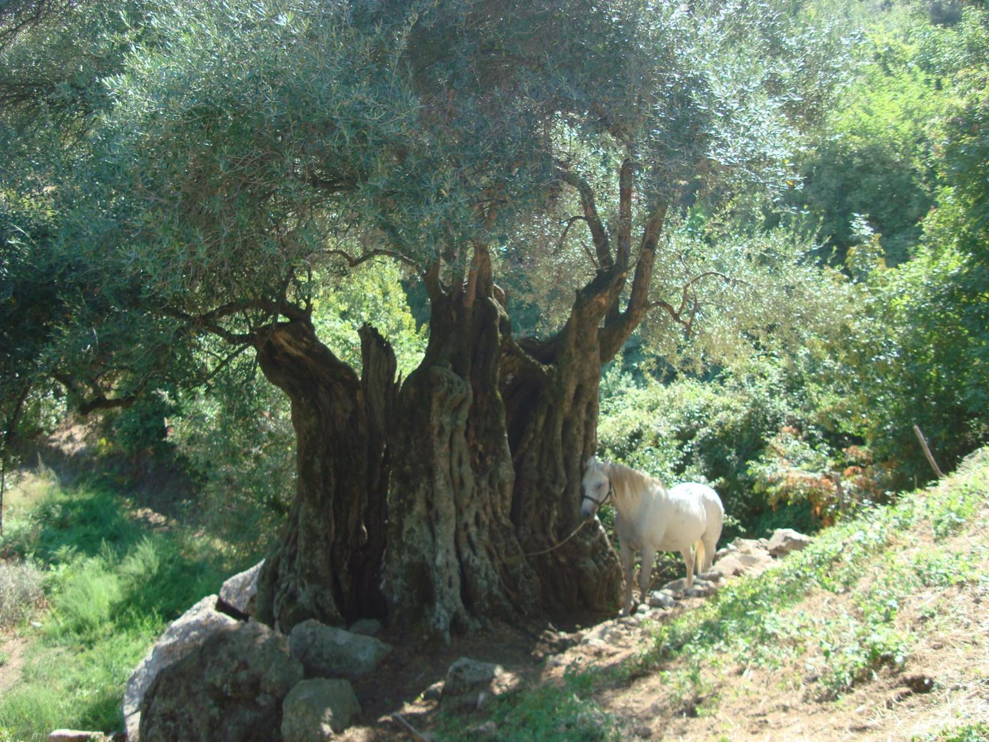 Di Sognu *
