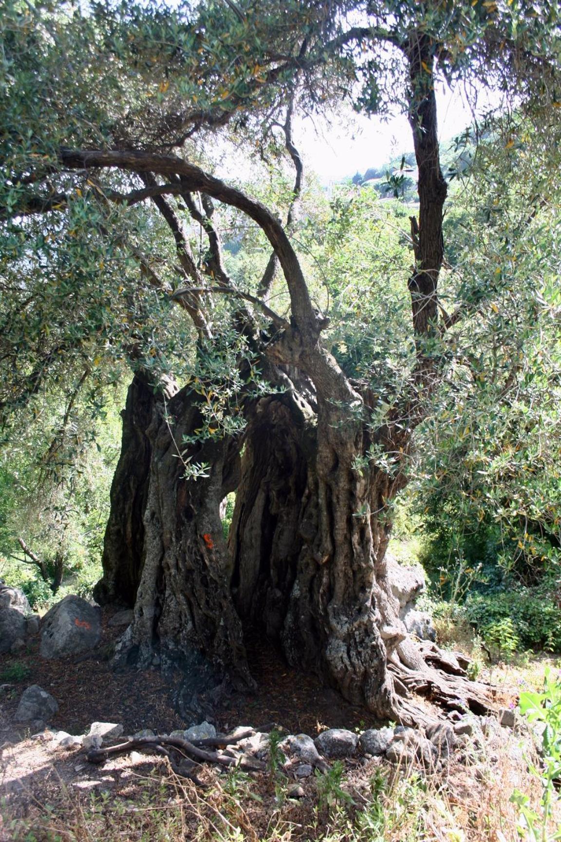 Di Sognu Costa